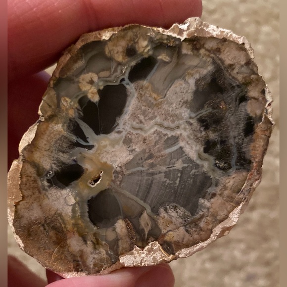 Petrified Wood Slice - Picture 7 of 10